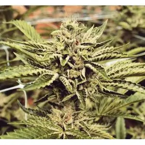 Cinnamon Buddha OG