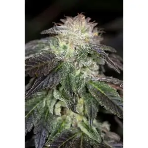 OG Kush