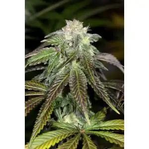 OG Kush