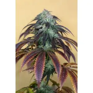 OG Kush