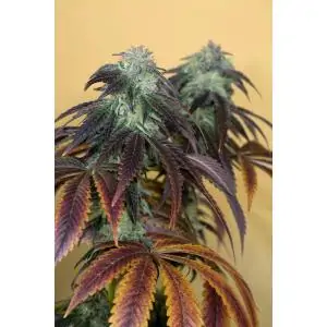 OG Kush