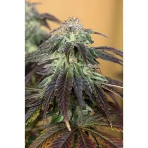OG Kush