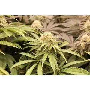 PriZmatic Humboldt Seed Organization