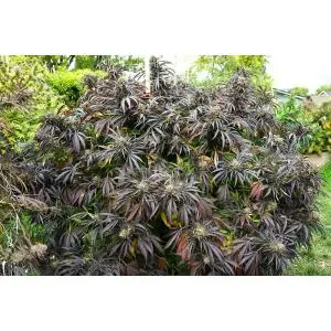 White Runtz Fast Flowering