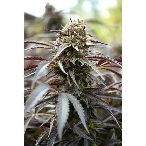 White Runtz Fast Flowering