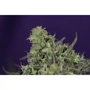 AFRODITE - Kannabia Seeds