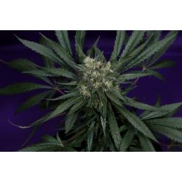 AFRODITE - Kannabia Seeds