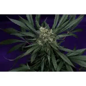 AFRODITE - Kannabia Seeds