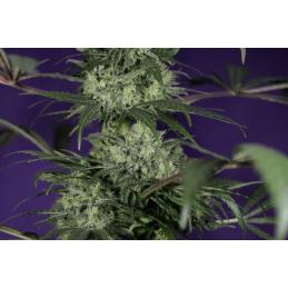 AFRODITE - Kannabia Seeds