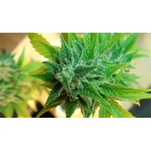 AFRODITE - Kannabia Seeds