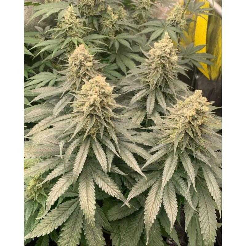 Amnesi - K Lemon Amnesi - K Lemon