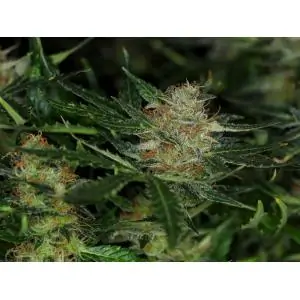 Auto Dream Sherbet