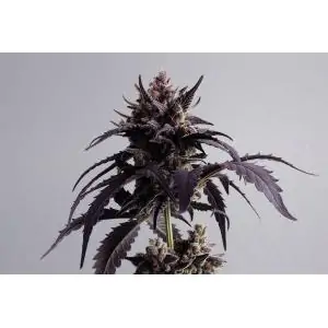 GINGER PUNCH AUTO - Kannabia Seeds