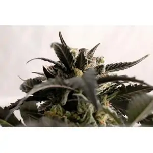 GINGER PUNCH AUTO - Kannabia Seeds