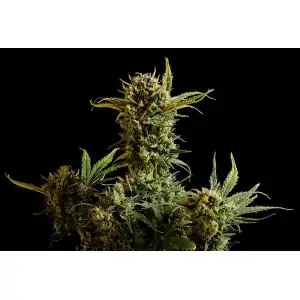 AUTO GNOMO- Kannabia Seeds