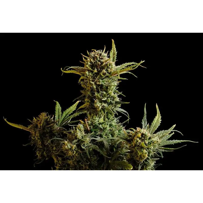 AUTO GNOMO- Kannabia Seeds