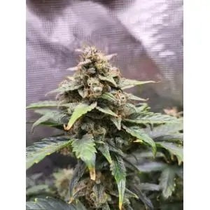 AUTO GNOMO- Kannabia Seeds