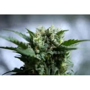 AUTO GNOMO- Kannabia Seeds