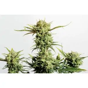 AUTO GNOMO- Kannabia Seeds
