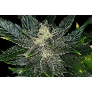 Auto Gorilla King