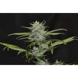 Auto Gorilla King
