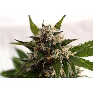 KICKASS AUTO - Kannabia Seeds