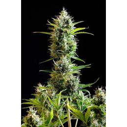 KICKASS AUTO - Kannabia Seeds