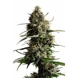 KICKASS AUTO - Kannabia Seeds