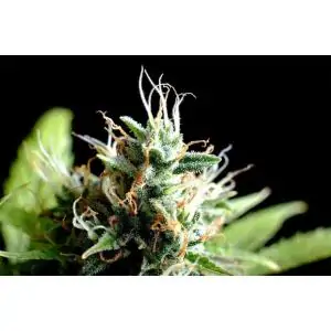 KICKASS AUTO - Kannabia Seeds