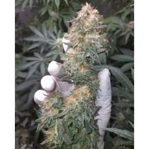 KICKASS AUTO - Kannabia Seeds
