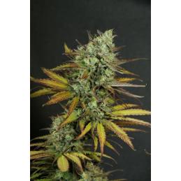 KRITIC AUTO - Kannabia Seeds