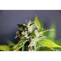 MIKROMACHINE AUTO - Kannabia Seeds
