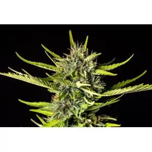 Auto Strawberry Haze