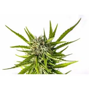 Auto Strawberry Haze