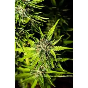 Auto Strawberry Haze