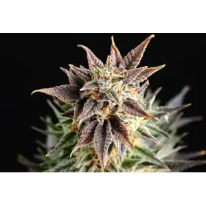 BIG BAND - Kannabia Seeds