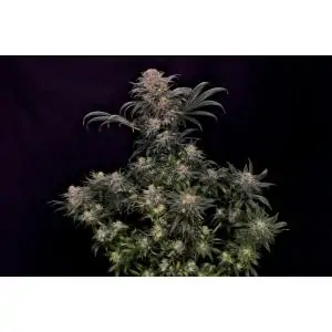 BIG BAND - Kannabia Seeds