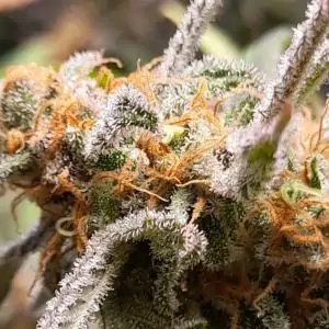 BIG BAND - Kannabia Seeds