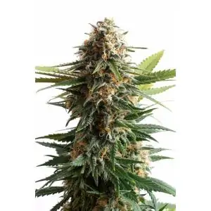 BIG BAND - Kannabia Seeds