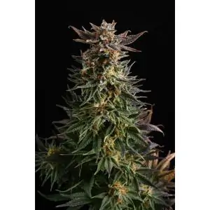 BIG BAND - Kannabia Seeds