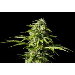 BIG BULL - Kannabia Seeds