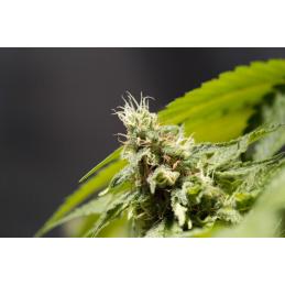 BIG BULL - Kannabia Seeds