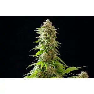COOKIES HAZE- Kannabia Seeds -