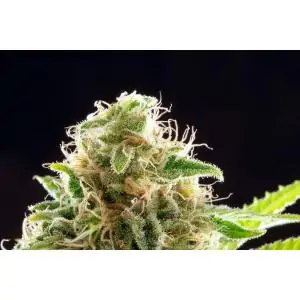 COOKIES HAZE- Kannabia Seeds -