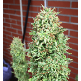 COOKIES HAZE- Kannabia Seeds -