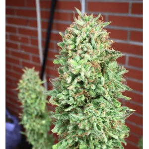 COOKIES HAZE- Kannabia Seeds -