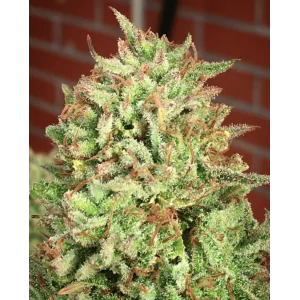 COOKIES HAZE- Kannabia Seeds -
