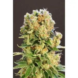 DIESEL GLUE