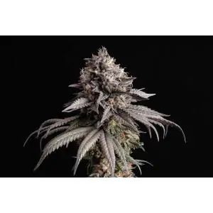 GELATO-K- Kannabia Seeds