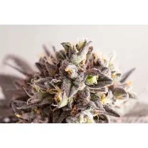 GELATO-K- Kannabia Seeds